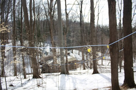 Modern method of collecting sap through thin plastic tubes running down to a sugar shack