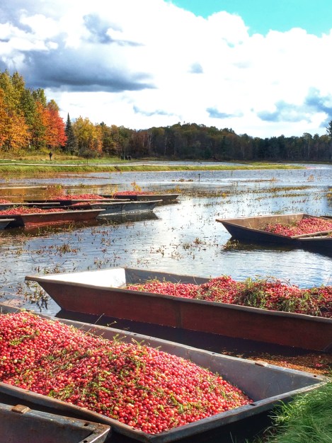 cranberry-bog-harvest-experience