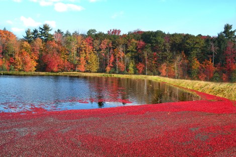 Photo courtesy of Johnston's Cranberry Marsh