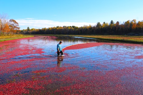 Photo courtesy of Johnston's Cranberry Marsh