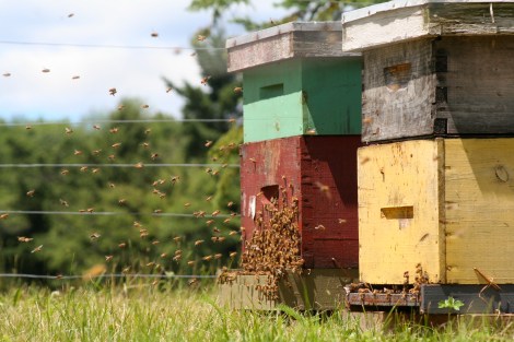 Photo courtesy of Johnston's Cranberry Marsh